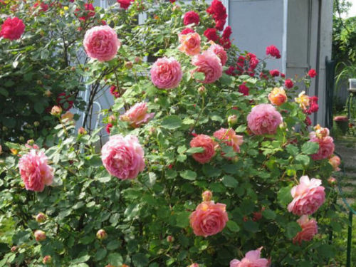 Роза Джубили Селебрейшн