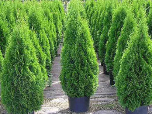 туя смарагд