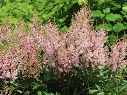 Астильба Квин Александра фото