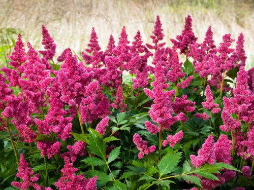 Астильба японская Везувиус