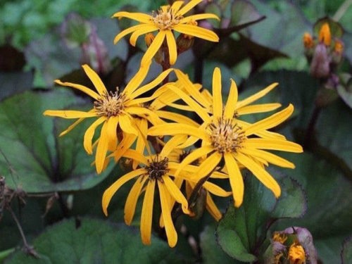 Бузульник Миднайт Леди фото