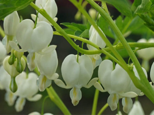 Дицентра великолепная