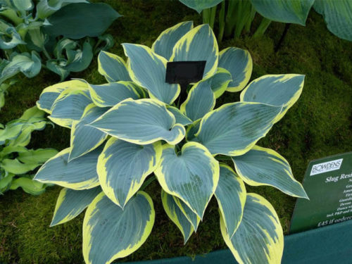 Хоста Фест Фрост фото в питомнике