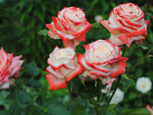 купить розы на участок