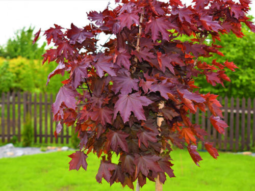 Клён красный Роял Ред фото