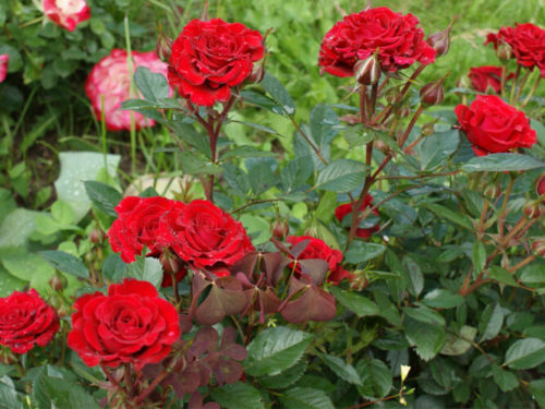 Роза Бэби Баккара купить фото