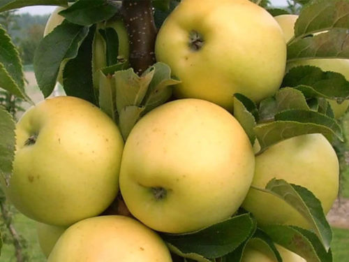 яблоня медок купить