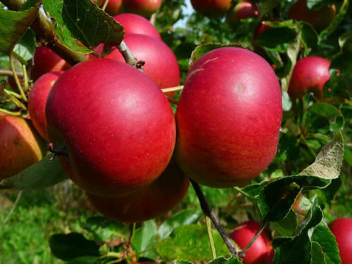 яблоня саженцы где купить