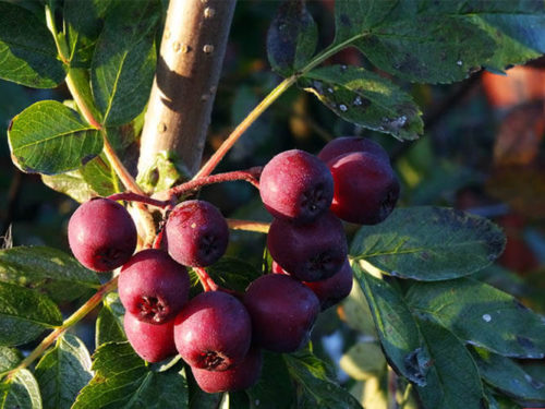 рябина титан Петропавловск Камчатский