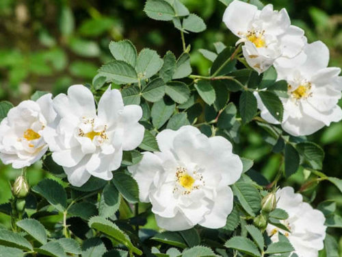 Роза Ругоза Альба саженцы Камчатка