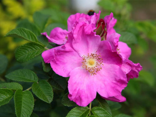 Роза Ругоза Рубра саженцы в наличии