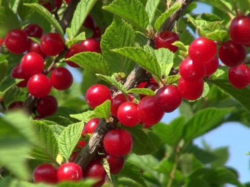 Вишня войлочная Царевна