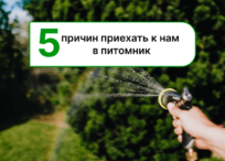 озеленения