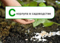 применение скорлупы в садоводстве