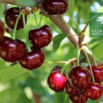 Дюк Чудо-вишня фото гибрида вишни и черешни