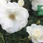 Роза Айсберг фото из питомника