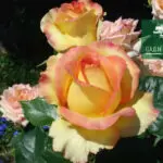 Роза Дежавю фото из питомника