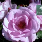 Розы Голубой Нил фото