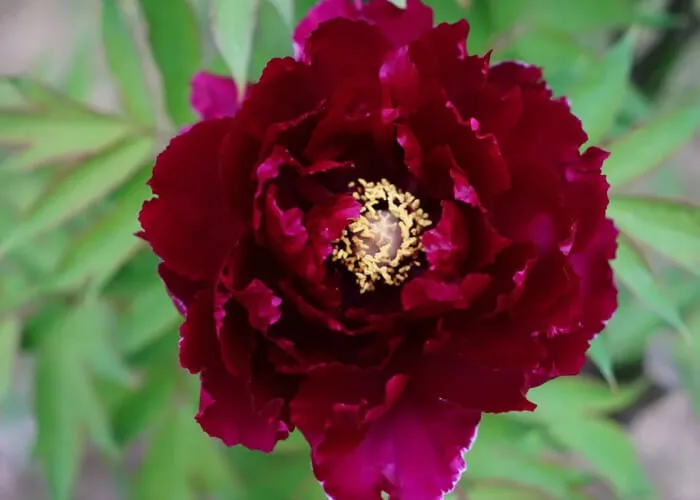 Пион Хуан Цзя Мэнь