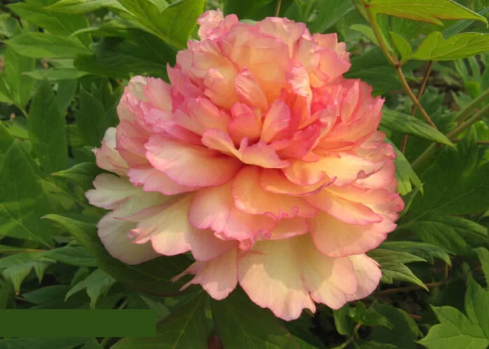 Пион Jin ge (древовидный)