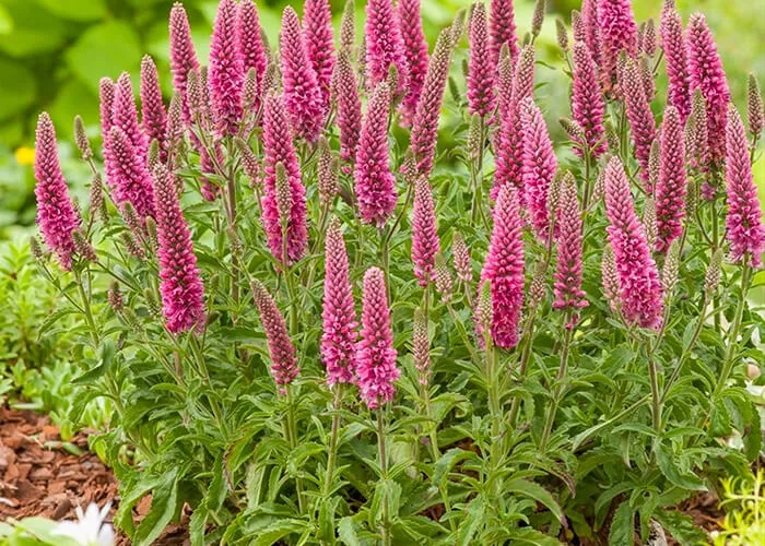 Вероника Хайдекинд на Камчатке