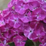 Флокс метельчатый Берендей на Камчатке