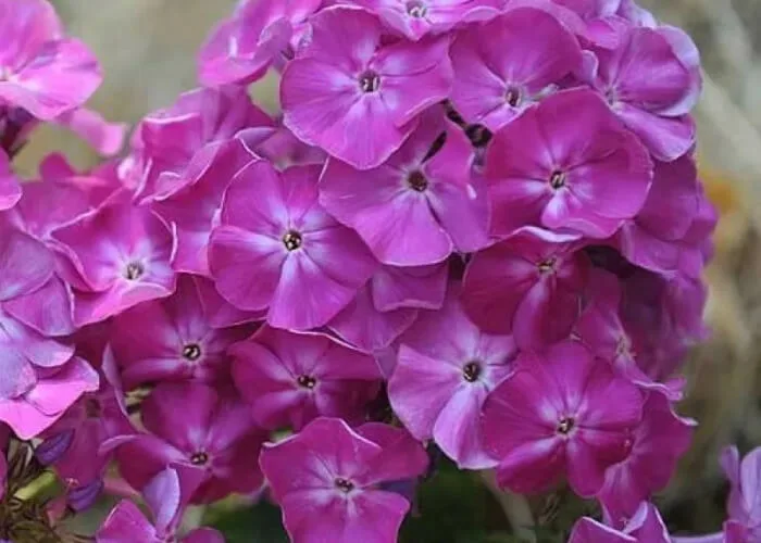 Флокс метельчатый Берендей на Камчатке