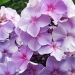 Флокс метельчатый Медовый Месяц на Камчатке