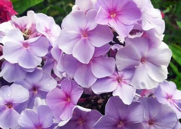 Флокс метельчатый Медовый Месяц на Камчатке