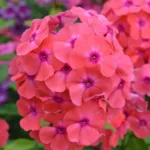 Флокс метельчатый Коралл на Камчатке