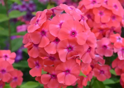Флокс метельчатый Коралл на Камчатке