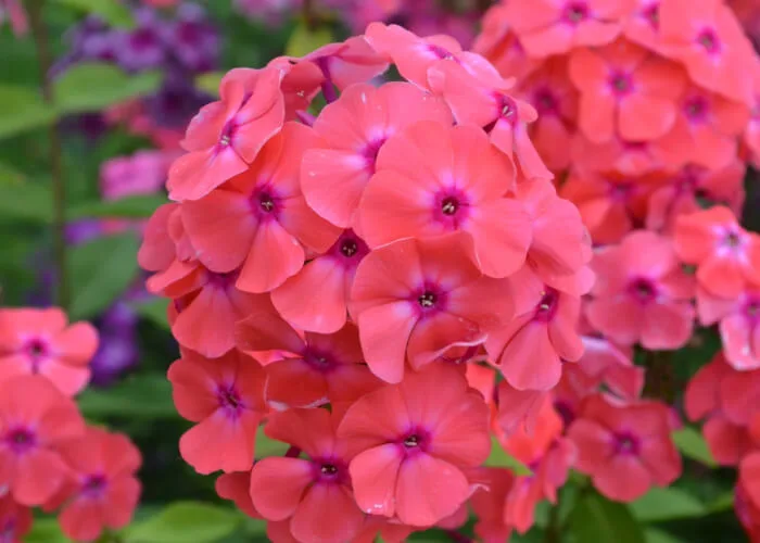 Флокс метельчатый Коралл на Камчатке