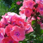 Флокс метельчатый Московская сказка