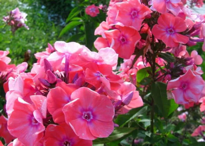 Флокс метельчатый Московская сказка