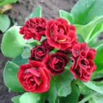 Примула Пегасус на Камчатке