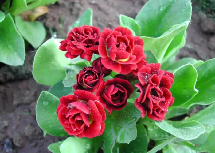 Примула Пегасус на Камчатке