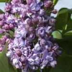 Сирень Валентин Серов на Камчатке