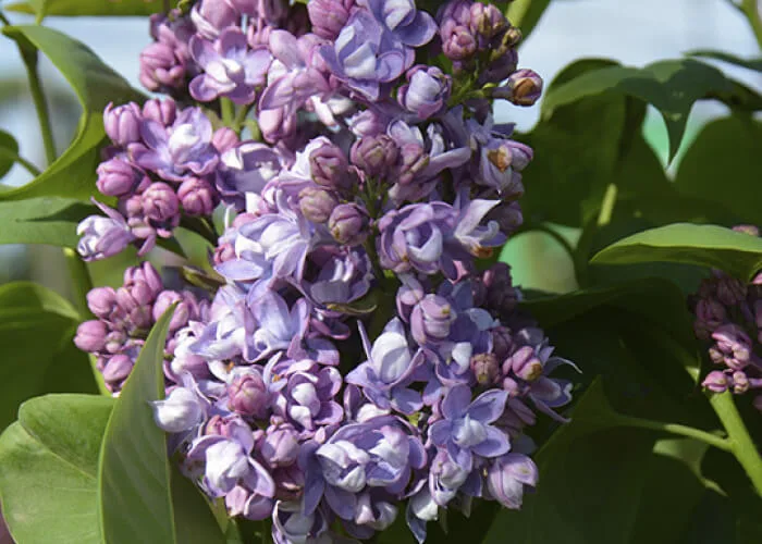 Сирень Валентин Серов на Камчатке