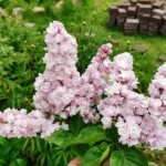 Сирень Михайло Ломоносов на Каматке