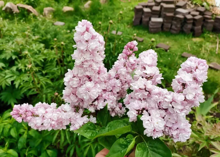 Сирень Михайло Ломоносов на Каматке