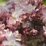 Сирень Федерико Гарсиа Лорка на Камчатке