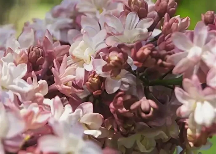 Сирень Федерико Гарсиа Лорка на Камчатке