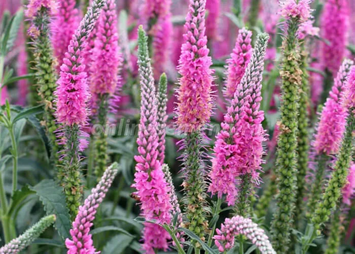 Вероника Анниверсари Нью Роуз