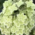 Купить гортензию метельчатую Металлика в питомнике Камчатки.