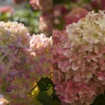 Гортензия Краса Лесково на Камчатке