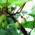 Актинидия коломикта Земляничная на Камчатке