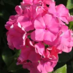 Флокс метельчатый Жюль Сандо на Камчатке