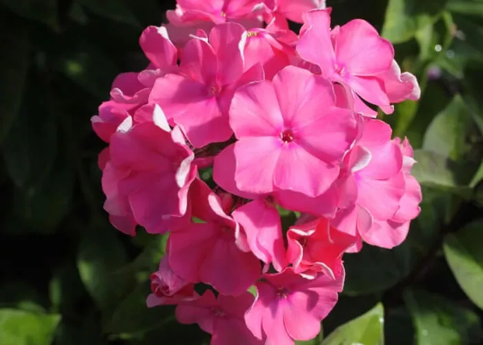 Флокс метельчатый Жюль Сандо на Камчатке