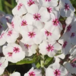 Флокс Майкс Фейворит на Камчатке