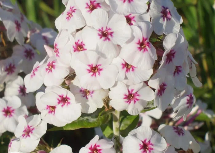 Флокс Майкс Фейворит на Камчатке